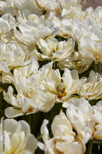 Tulip Exotic Emperor white flowers texture background in spring sunlight