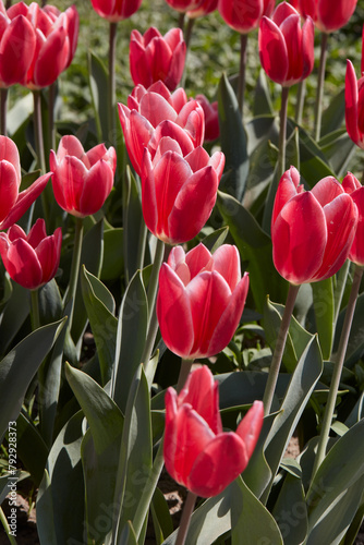 Tulip Candy Apple Delight, red and white flowers in spring sunlight