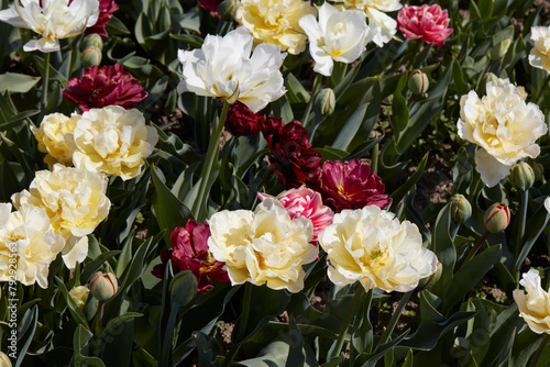 Assorted tulip flowers in white  pale yellow  dark red colors texture background in spring sunlight