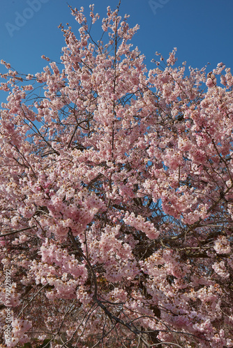 Cherry tree blossom frond, branches with pink flowers in a sunny spring day, blue sky
