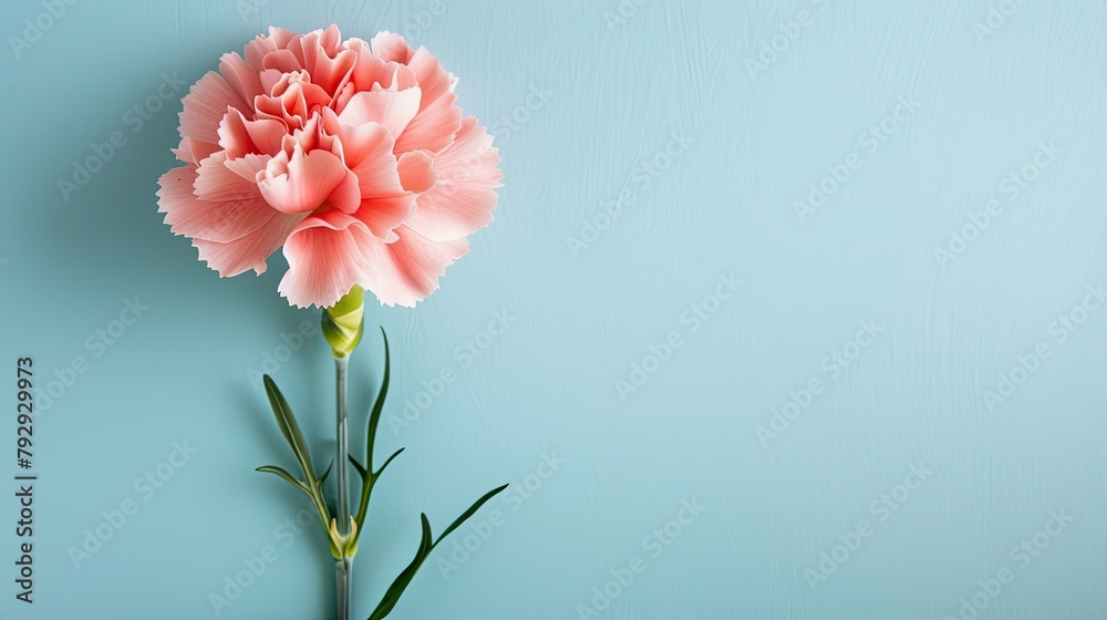 A stunning pink carnation flower sits gracefully against a vibrant light blue table backdrop epitomizing the perfect Mother s Day floral gift Captured from above in a top view arrangement t