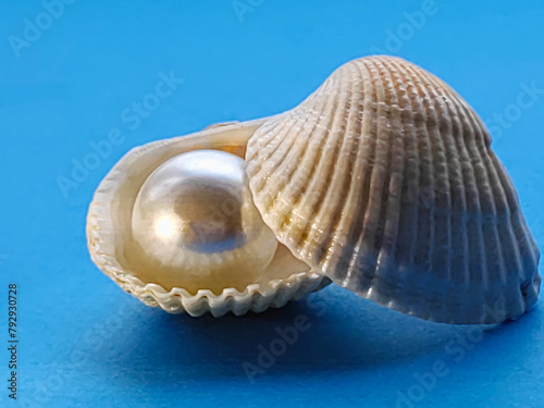 pearls in a seashell

