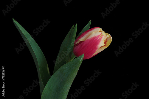 Tulipano photo