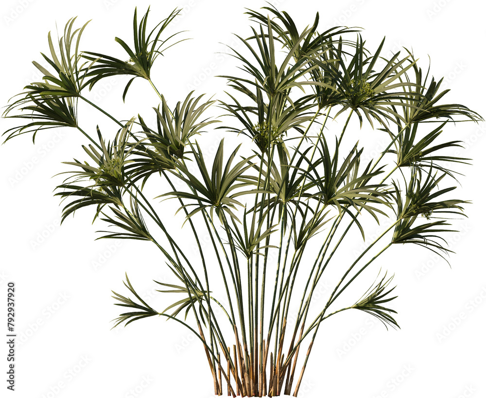 Fototapeta premium Green Plant in Transparent Background