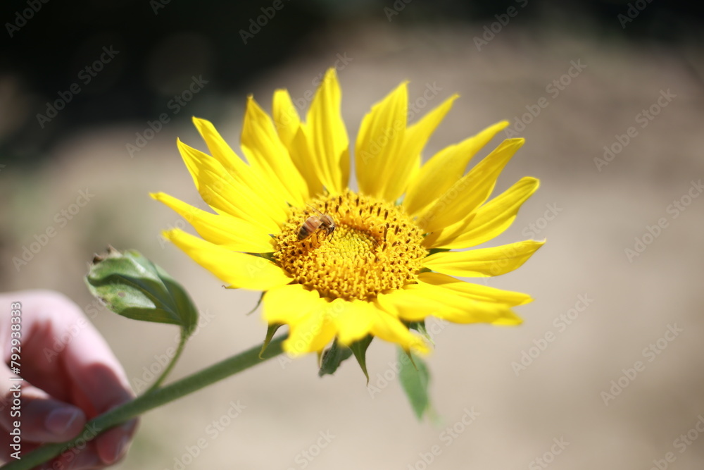Bee looks for nectar on a sunflower Bee looks for nectar on a sunflower