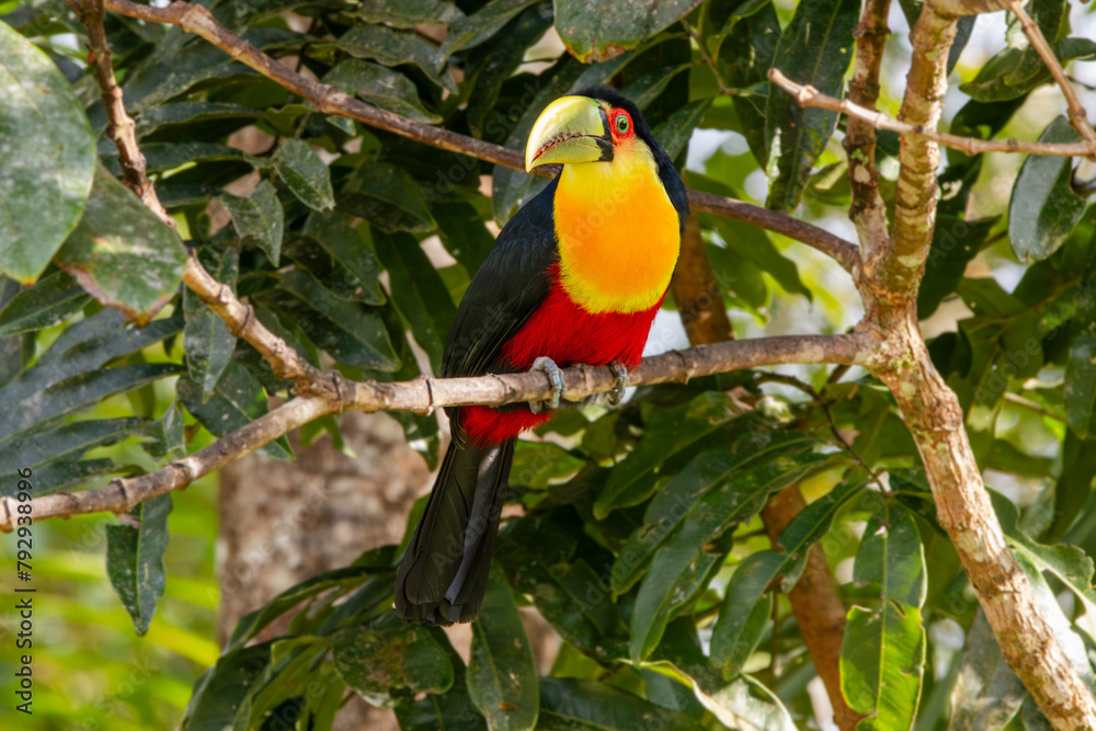 Tucano-de-bico-verde/Red-breasted Toucan Tucano-de-bico-verde/Red-breasted Toucan