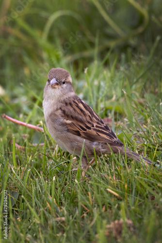 Female Sparrow