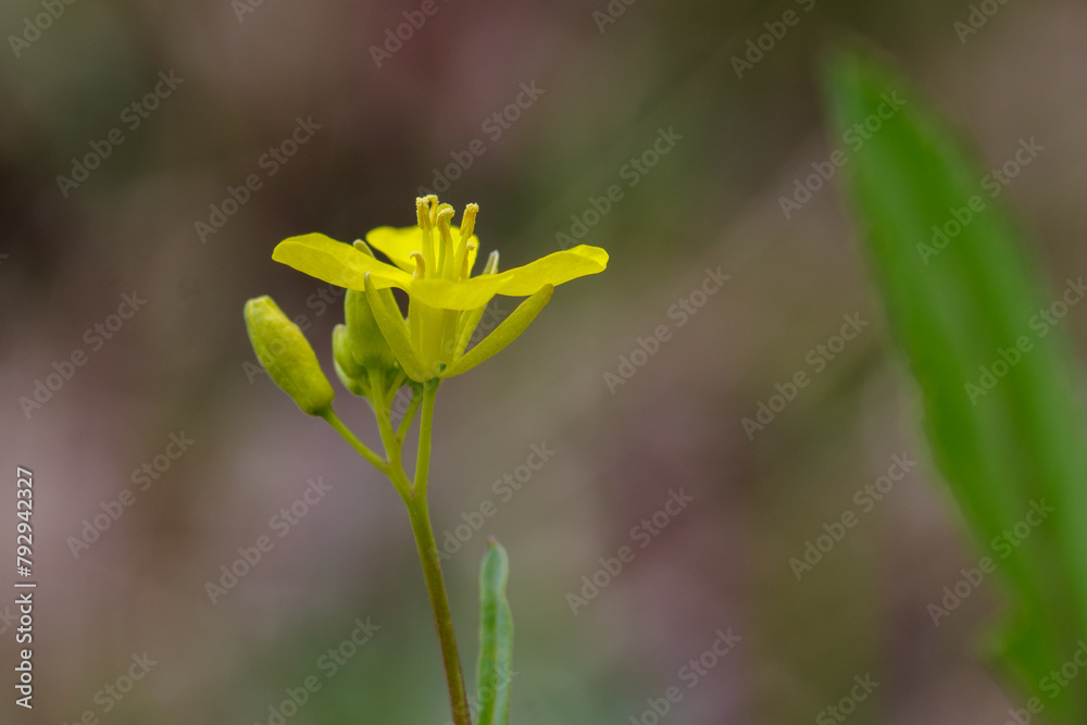 Obraz premium 四ツ谷駅前に咲く菜の花