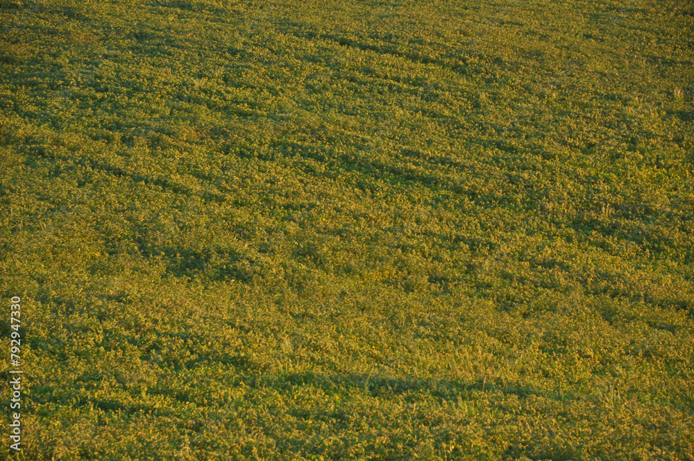 campo verde campo verde