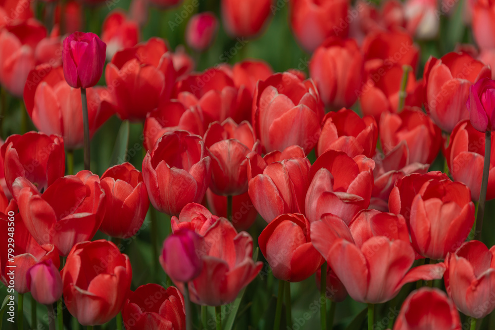 Field of colorful tulips. Spring blossoms in the city. Flower show in the heart of the spring park. Close-up. Macro, Selective focus in photography. Wallpaper Field of colorful tulips. Spring blossoms in the city. Flower show in the heart of the spring park. Close-up. Macro, Selective focus in photography. Wallpaper