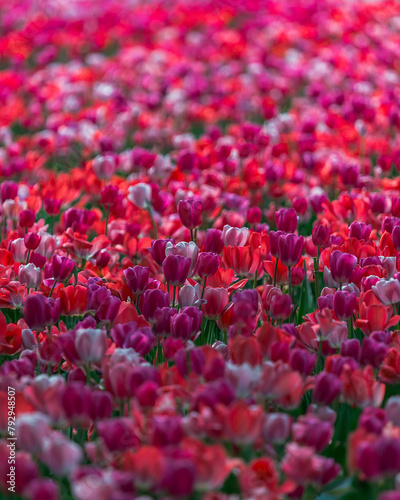 Field of colorful tulips. Spring blossoms in the city. Flower show in the heart of the spring park. Close-up. Macro, Selective focus in photography. Wallpaper © Denis Chubchenko