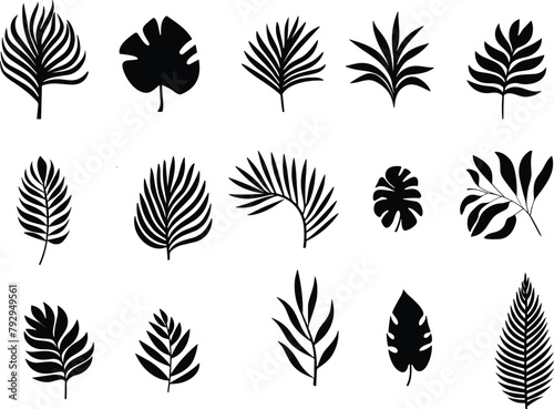 Tropical leaves vector. Set of palm leaves silhouettes. Trees leaf for decoration element for template © Nazim
