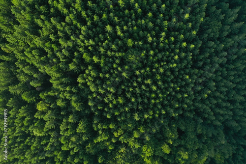 Aerial view of green trees on sunny day. Drone photography