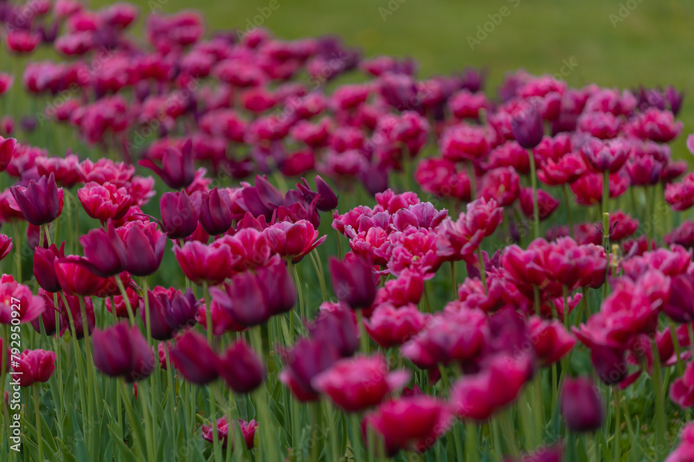 Field of colorful tulips. Spring blossoms in the city. Flower show in the heart of the spring park. Close-up. Macro, Selective focus in photography. Wallpaper Field of colorful tulips. Spring blossoms in the city. Flower show in the heart of the spring park. Close-up. Macro, Selective focus in photography. Wallpaper