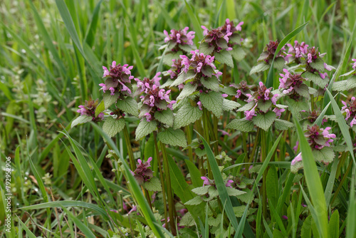 Lamium purpureum, red dead-nettle, purple dead-nettle, or purple archangel. Annual herbaceous flowering plant native to Europe