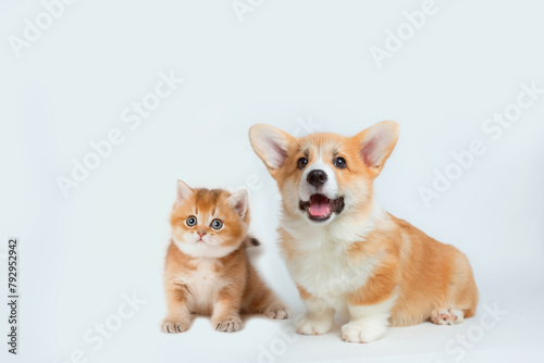 Cute Welsh corgi puppy and a red kitten sit together on a white background. isolated on a white background © Olesya Pogosskaya