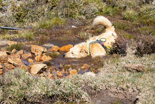 cinnamon dog cooling off in a stream in the mountains