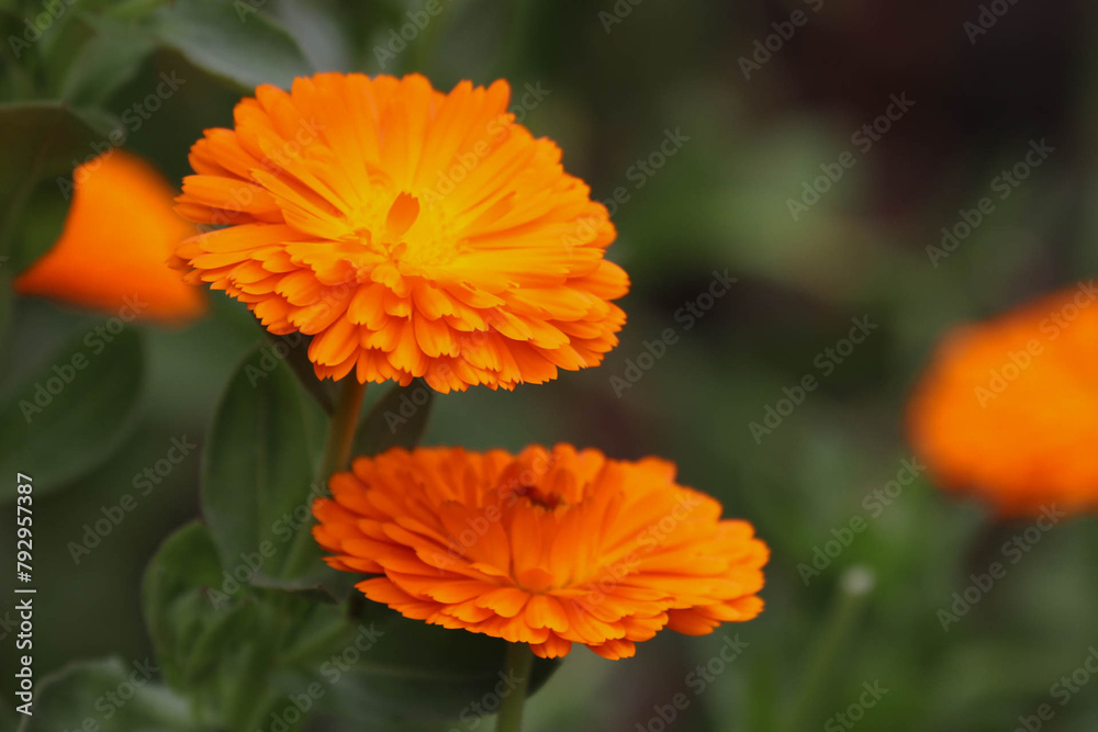 Calendula officinalis, commonly known as marigold. Calendula officinalis, commonly known as marigold.