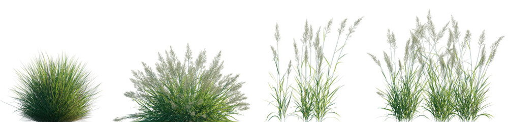 Calamagrostis acutiflora (Karl Foerster) grass field set isolated frontal on a white background premium cutout high resolution