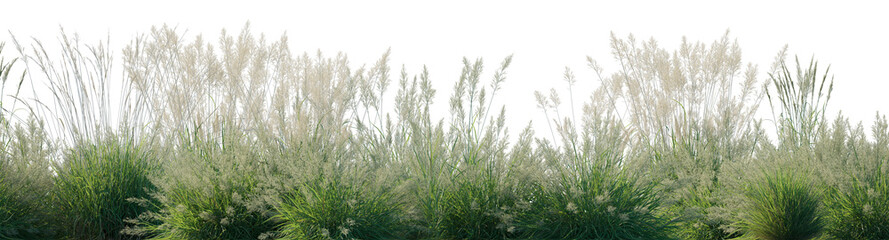 Calamagrostis acutiflora (Karl Foerster) grass field set isolated frontal on a white background premium cutout high resolution