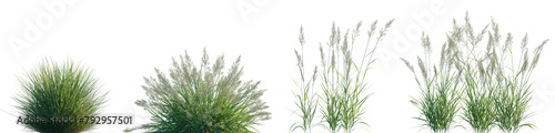 Calamagrostis acutiflora (Karl Foerster) grass field set isolated frontal on a white background premium cutout high resolution