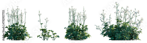 Schilderij op canvas Astrantia major plant with white flowers frontal isolated png on a transparent b