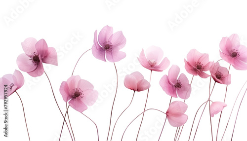 abstract pink flowers isolated on transparent background cutout