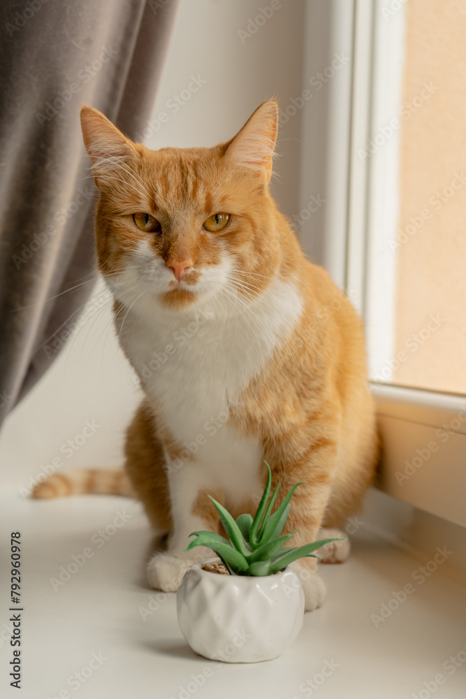 Cute Ginger tabby cat portrait