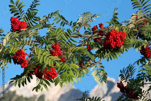 Eberesche oder Vogelbeerbaum (Sorbus aucuparia) mit roten Früchten
