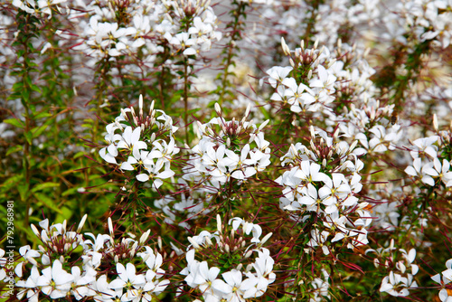 Spinnenblume oder Spinnenpflanze (Tarenaya hassleriana) Staude mit vielen Blüten  photo