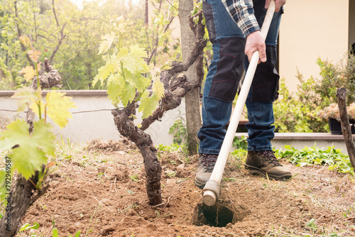 Canvas Print Farmer with hoe works the land in the vineyard at sunset
