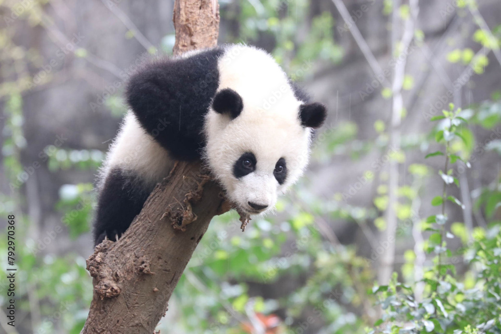 Fototapeta premium Close up Happy Giant Panda, Chengdu, China