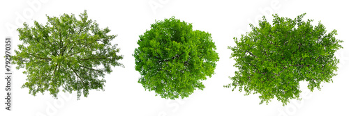 Trees top view, isolated on transparent background  photo