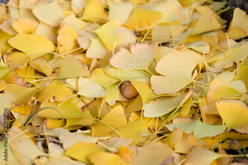 View of the yellow ginkgo leaves fallen on the ground and rock in autumn