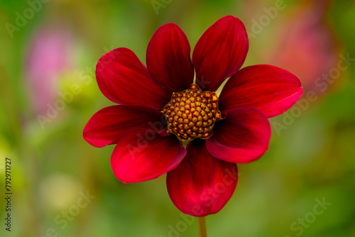 Closeup of a vibrant, red dahlia against blurred background in summertime
