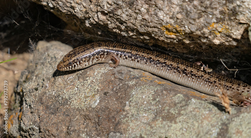 Sardinian gongilo, small saurto of the skink family