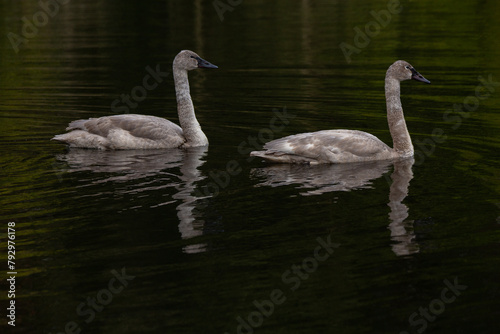 A pair of immature trumpeter swans on a lake in springtime
