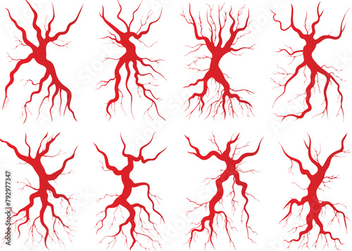 Vector illustration of human vascular system: Detailed depiction of arteries, veins, and capillaries with heart and eye, showcasing blood circulation and varicose veins photo