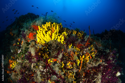 Porifera and gorgonians are an underwater landscape photo