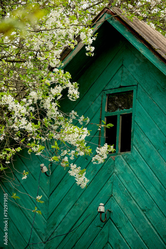 roof with the facade of an old wooden house and blooming fruit trees with white flowers.