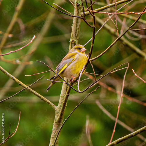 European greenfinch bird on a bush in garden