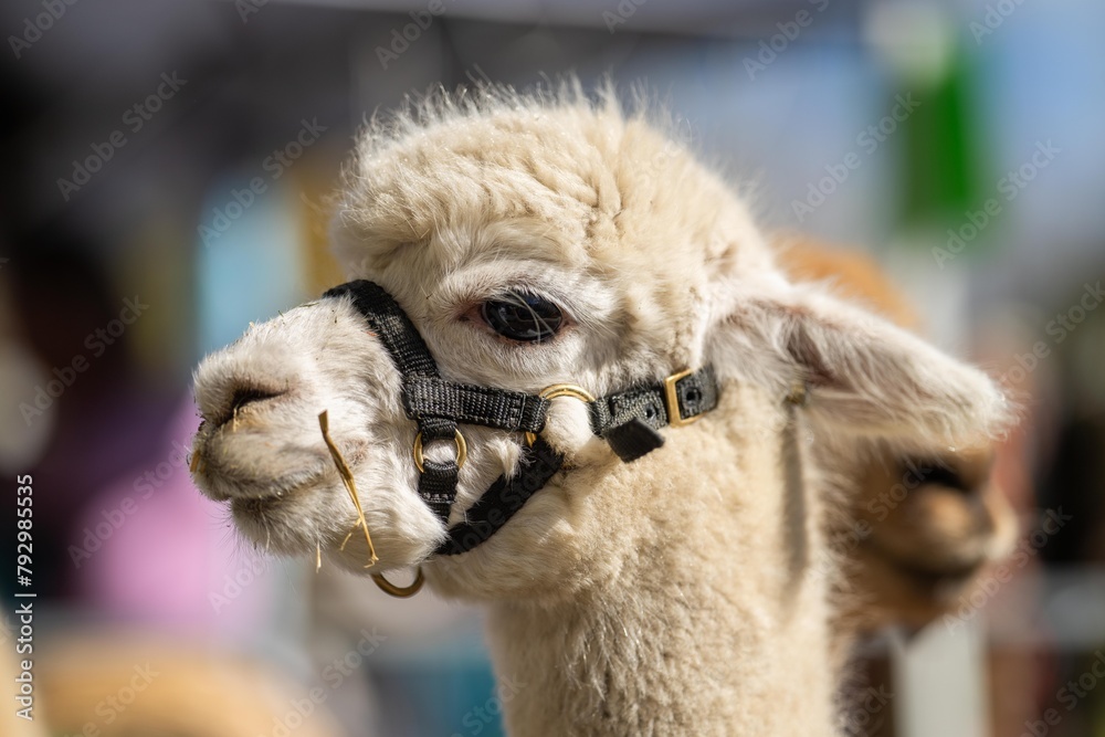 Obraz premium Majestic Alpaca in Golden Glow: Standing Tall in Lush Green Pasture with Rustic Harness in australia