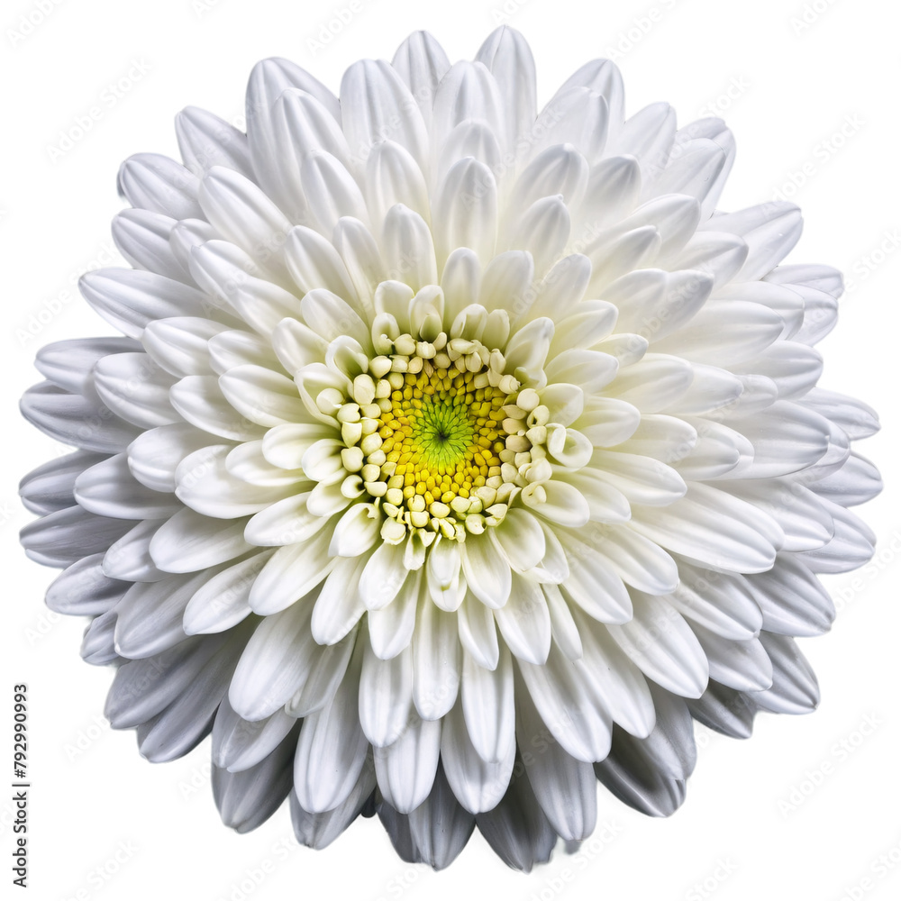 Fototapeta premium Close up macro photo of a white chrysanthemum flower transparent isolated