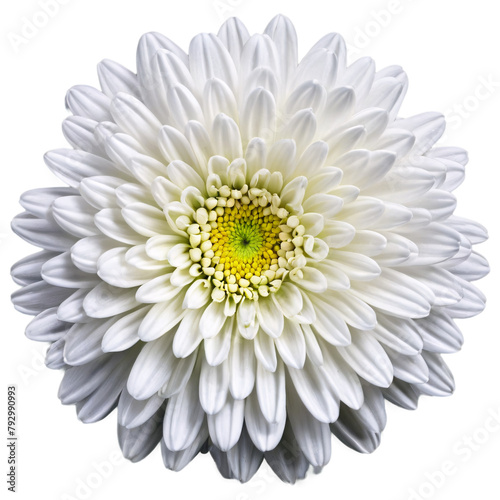 Close up macro photo of a white chrysanthemum flower transparent isolated