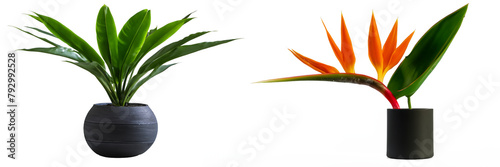 Tropical plant in modern pot or vase isolated on transparent background
