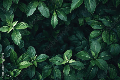 Close Up of Fresh Green Leaves with Copy Space on Dark Background, Nature Background with Green Foliage and Space for Text or Design © SHOTPRIME STUDIO