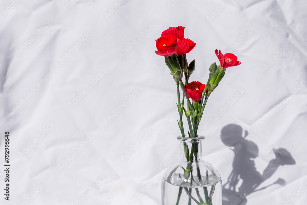 Red Spring Flowers in a Clear Glass Vase on a White Solid Background