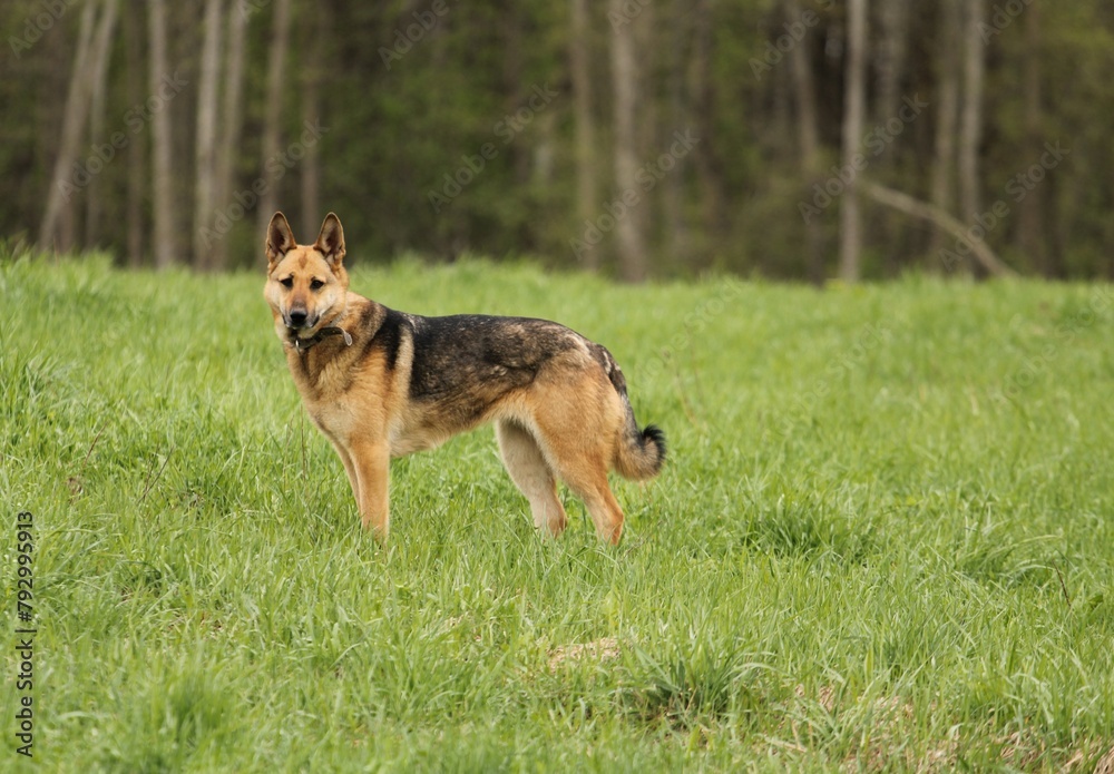 a large light brown dog on a green meadow with a forest in the background
