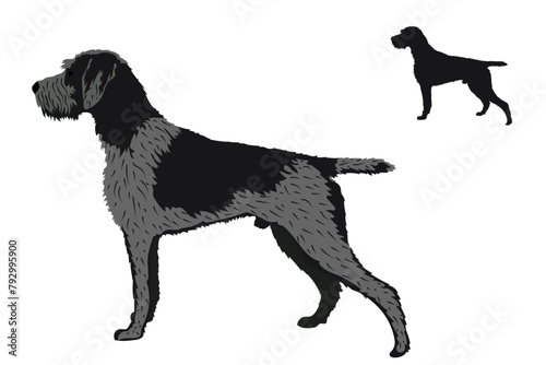 Dog breeds. Drahthaar dog isolated. Vector illustration photo