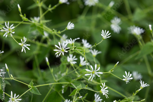 Close up photo of Greater stitchwort or Stellaria holostea in bloom photo